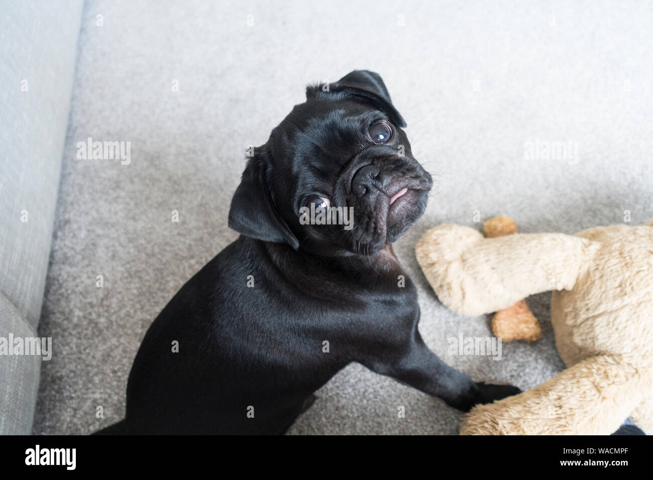 A Black Pug Puppy with attentive look, UK. Stock Photo
