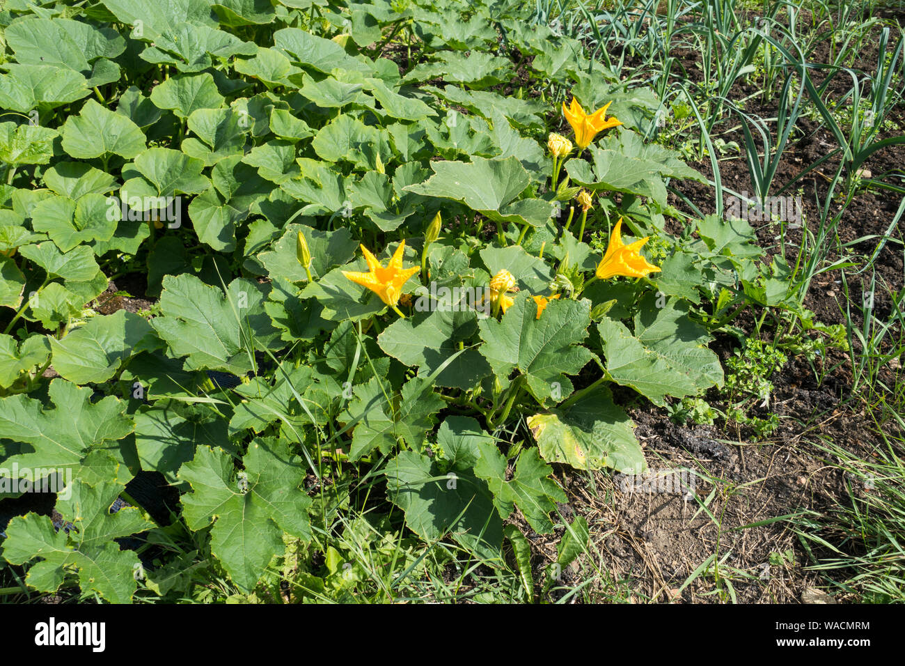 Courgettes growing in a raised vegetable bed, England, UK Stock Photo ...