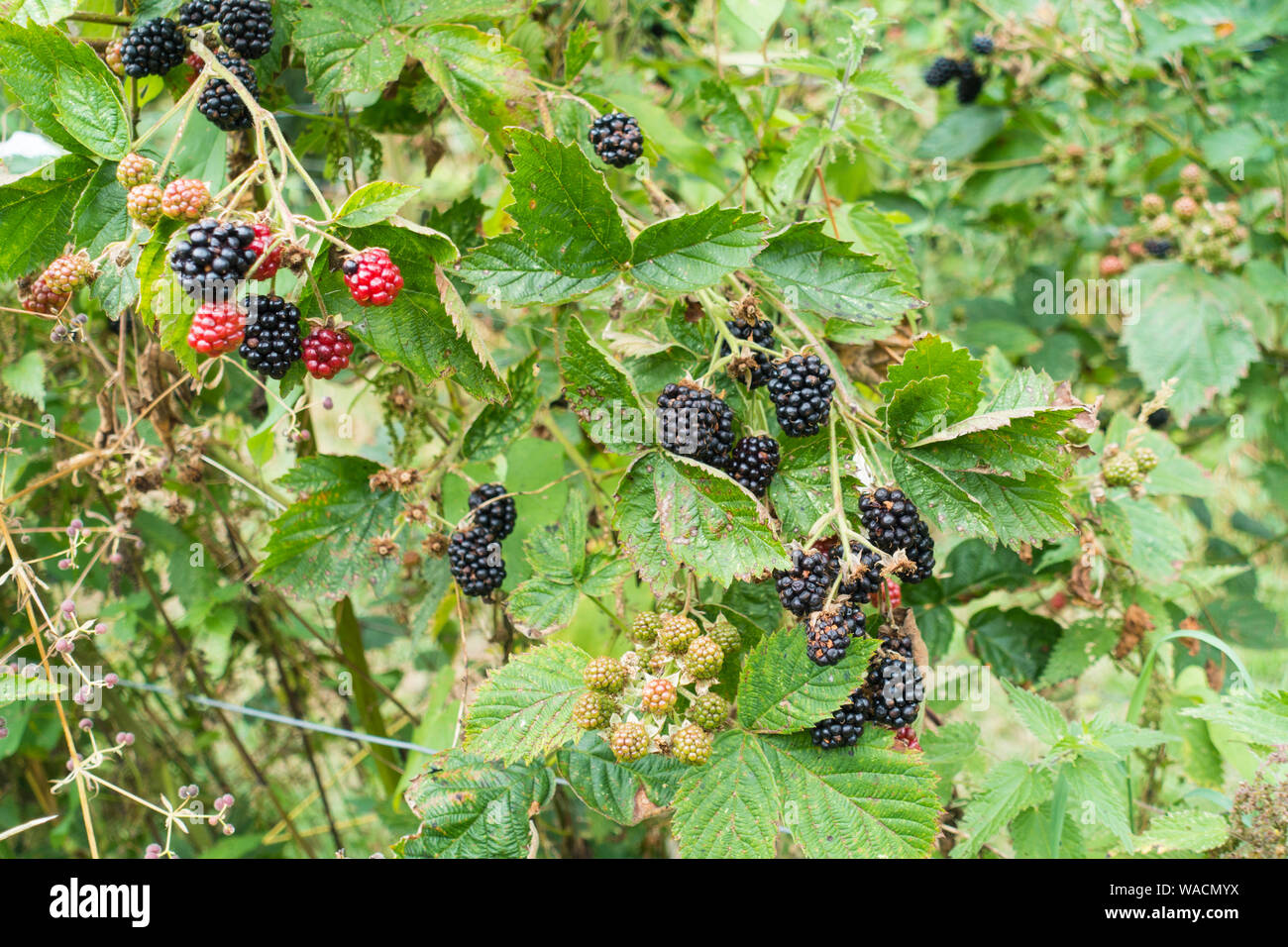 Ripening Cultivated Blackberries in Somerset Orchard, England, UK. Stock Photo