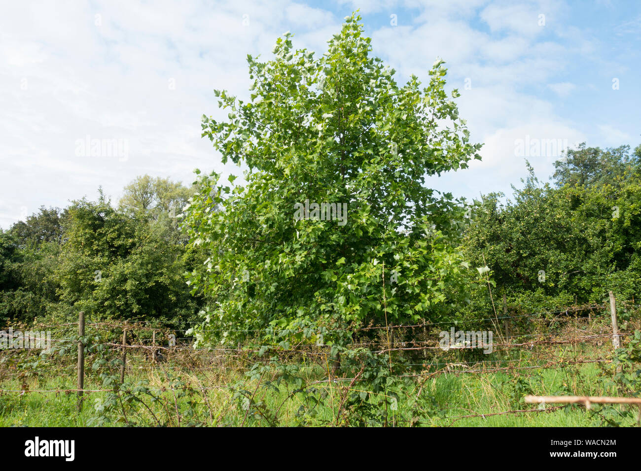 Mulberry Tree (Morus alba) in Vinyard, Somerset, England, UK. Stock Photo