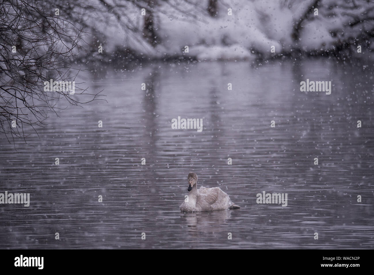 A lone swan swims in the winter on the lake. "Lebedinyj" Swan Nature Reserve, "Svetloye" lake, Urozhaynoye Village, Sovetsky District, Altai region, R Stock Photo
