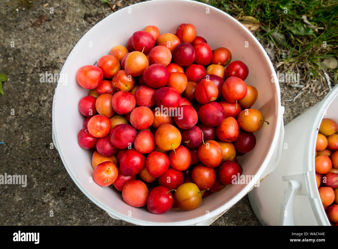 Containers full of Cherry Plums (Prunus cerasifera) picked for wine making,Somerset, England, UK. Stock Photo
