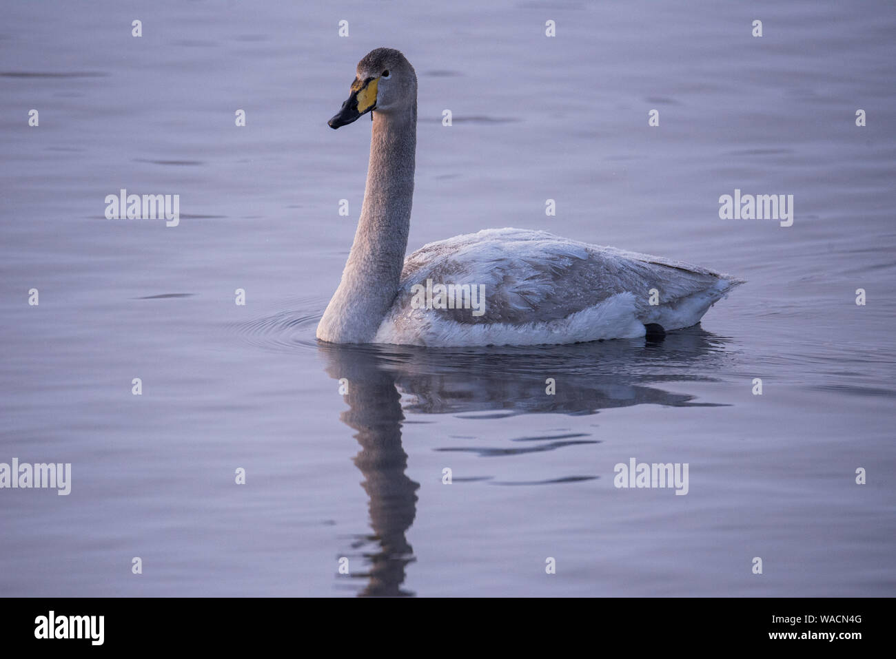 A lone swan swims in the winter on the lake. 'Lebedinyj' Swan Nature Reserve, 'Svetloye' lake, Urozhaynoye Village, Sovetsky District, Altai region, R Stock Photo