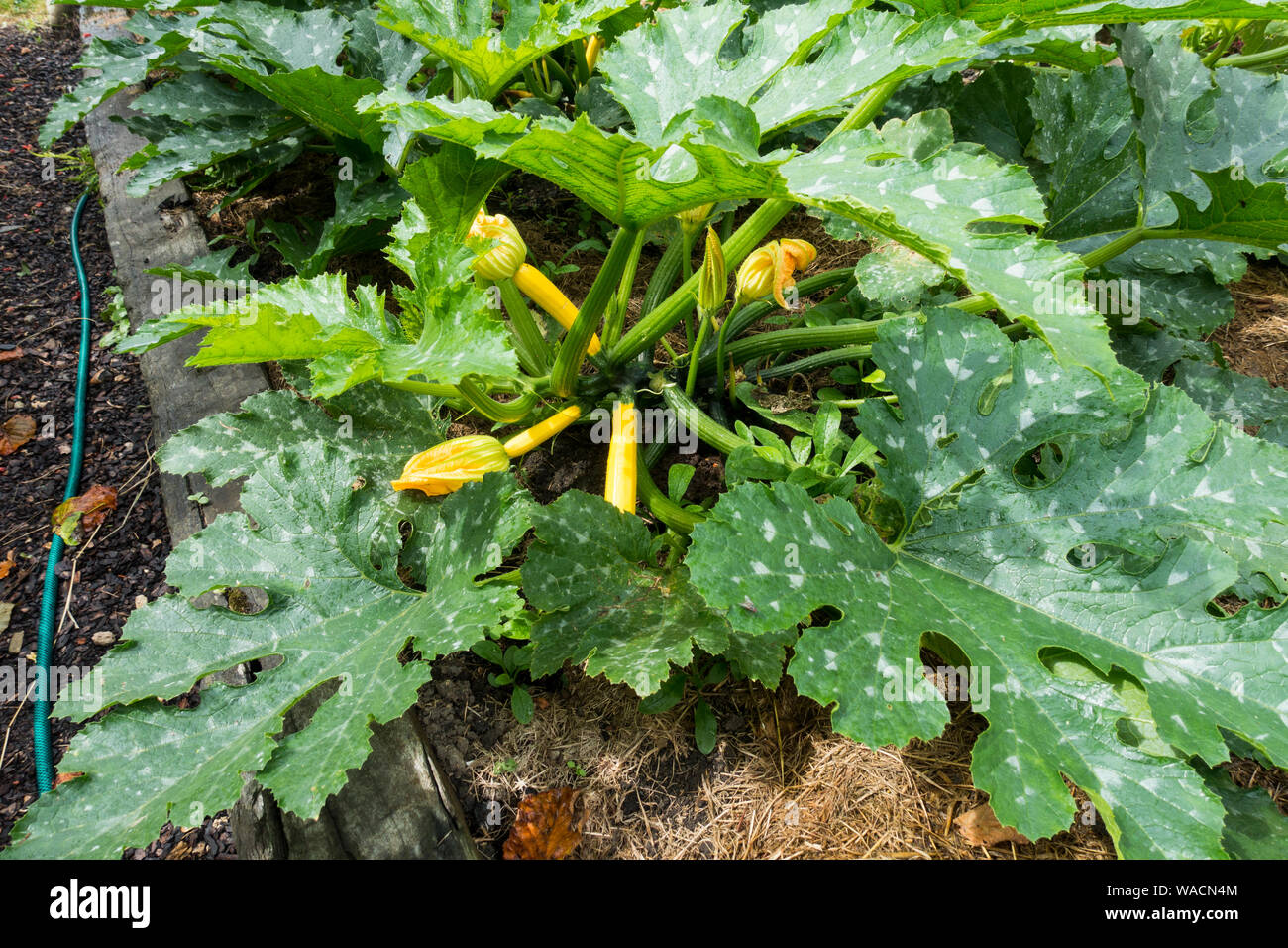 Courgettes growing in a raised vegetable bed, England, UK. Stock Photo