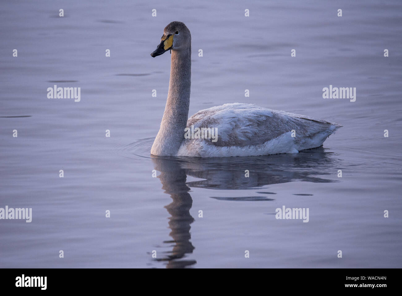 A lone swan swims in the winter on the lake. 'Lebedinyj' Swan Nature Reserve, 'Svetloye' lake, Urozhaynoye Village, Sovetsky District, Altai region, R Stock Photo