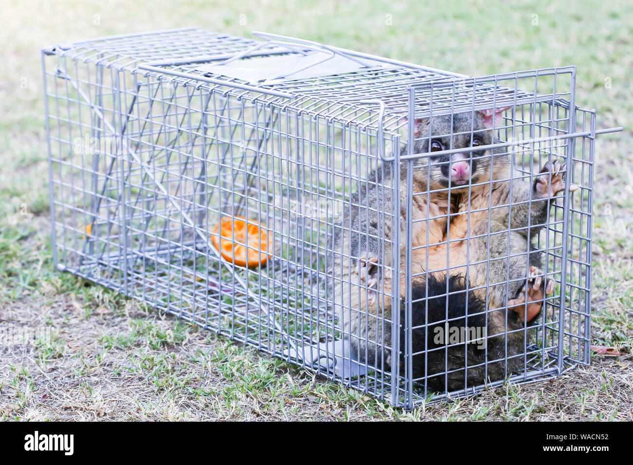 Possum Caught In a Trap Stock Photo Alamy