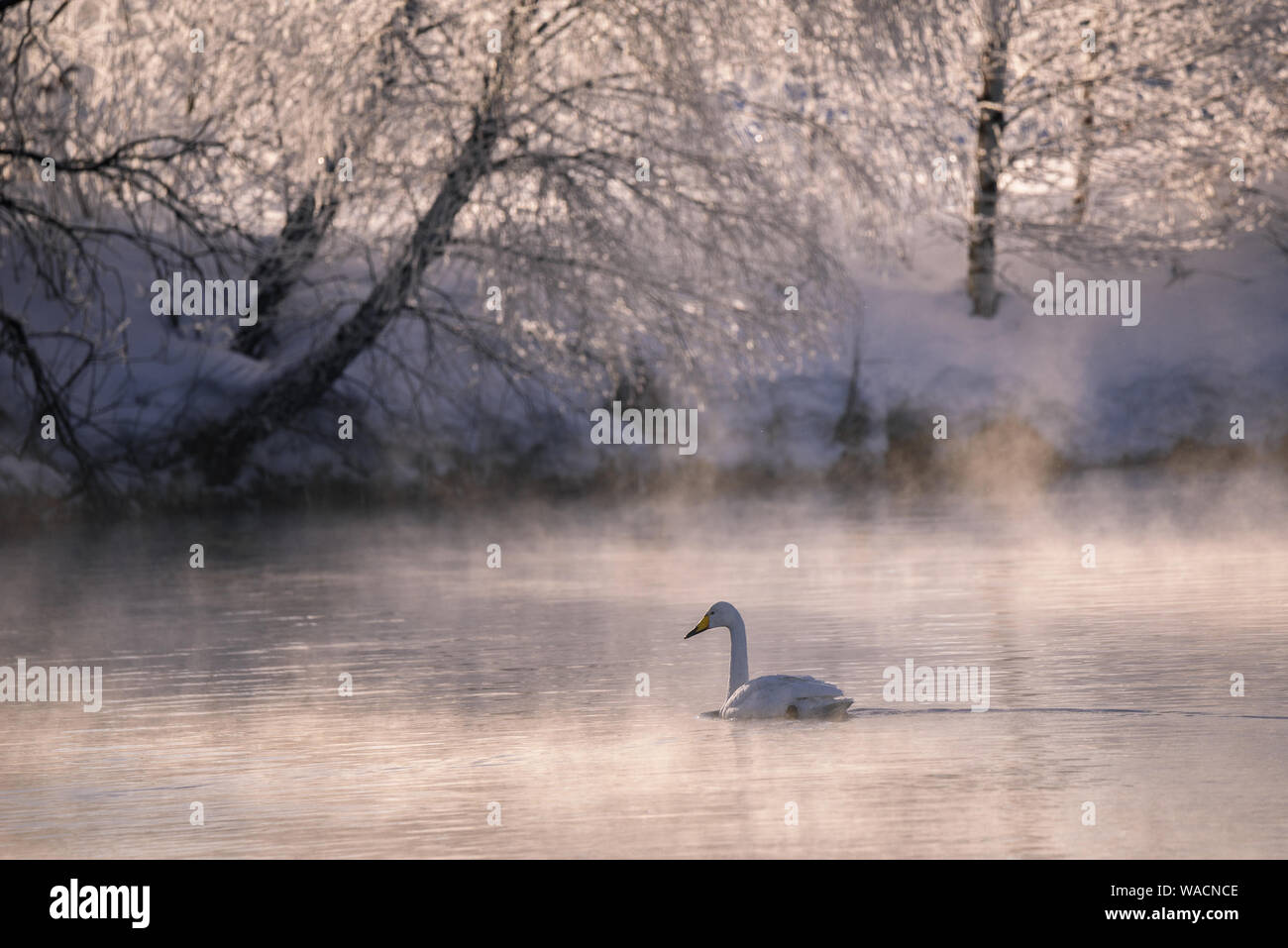 A lone swan swims in the winter on the lake. "Lebedinyj" Swan Nature Reserve, "Svetloye" lake, Urozhaynoye Village, Sovetsky District, Altai region, R Stock Photo