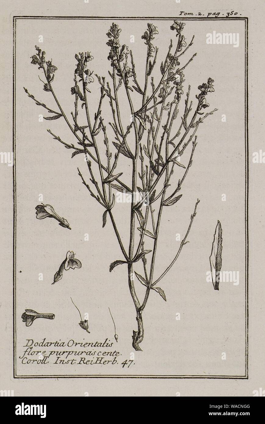 Dodartia Orientalis flore purpuras cente Coroll Inst Rei herb 47 - Tournefort Joseph Pitton De - 1717. Stock Photo
