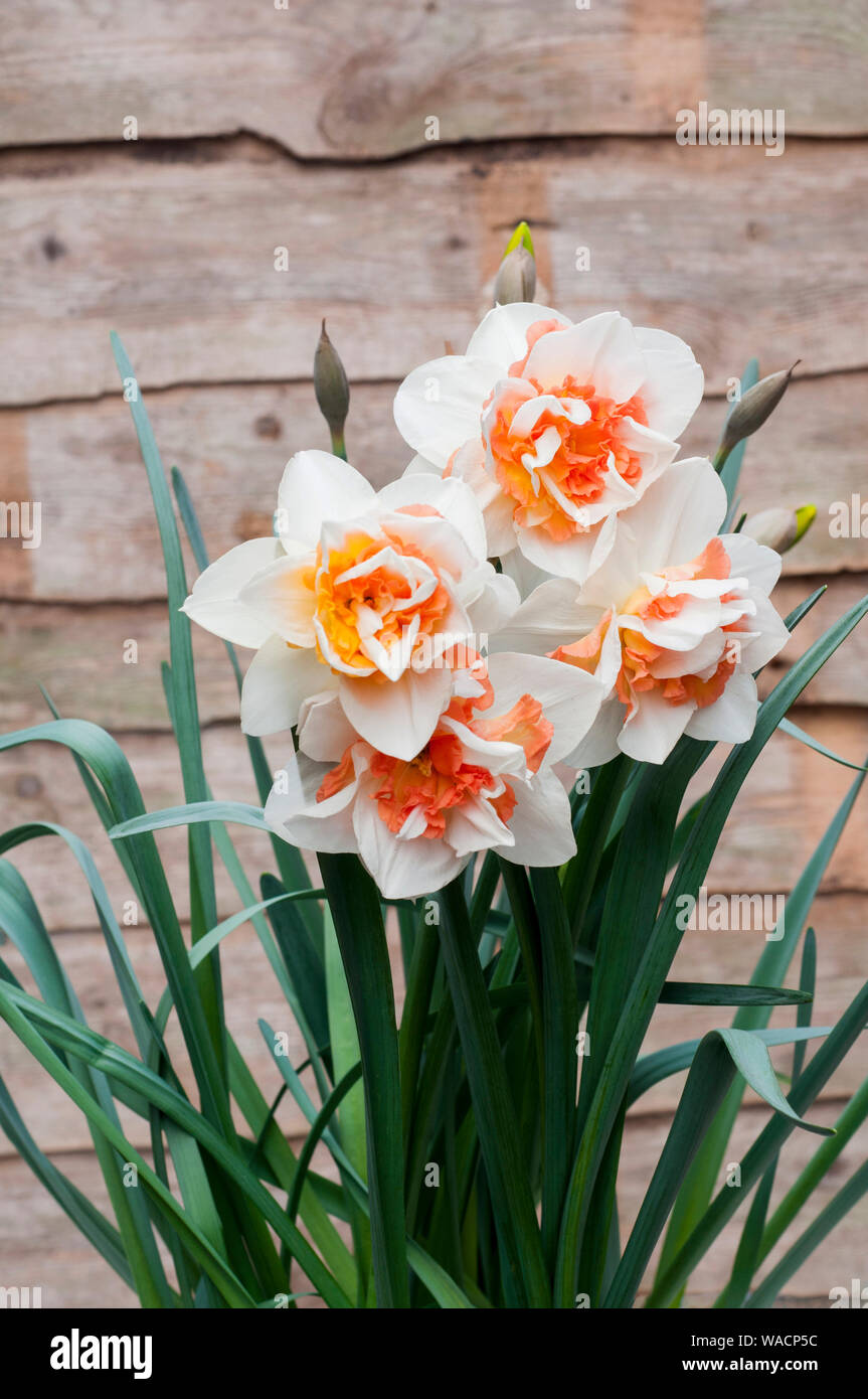 Group of Narcissus Replete in border against a wall in spring Narcissus