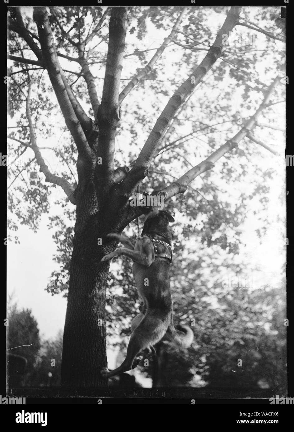 Dog leaping next to tree Stock Photo - Alamy