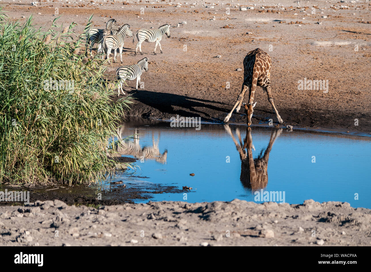 An Angolan, or Namibian, Giraffe - Giraffa camelopardalis angolensis- being reflected in a waterhole in Etosha national park, while drinking. Zerbras are seen in the back Stock Photo