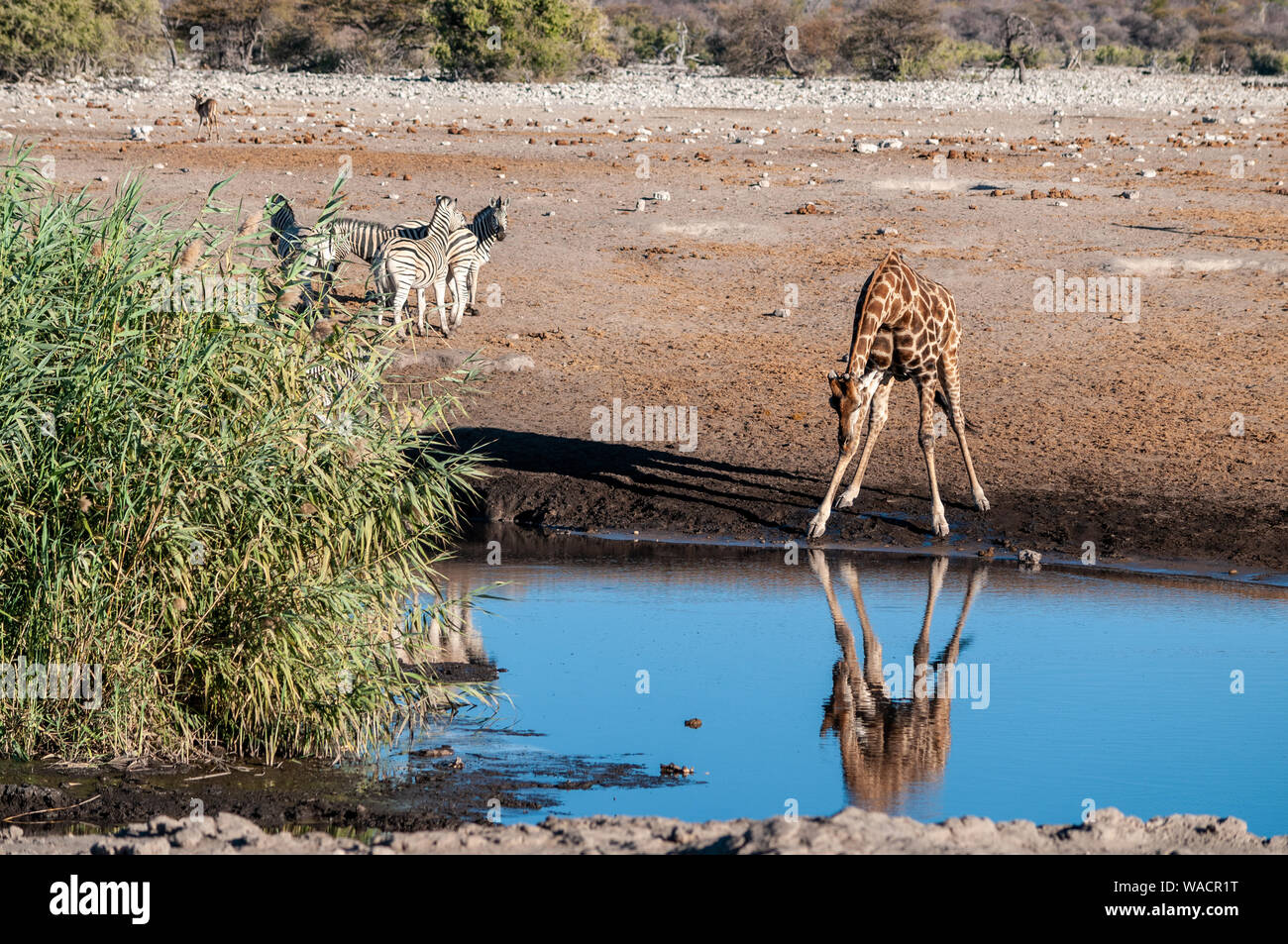 An Angolan, or Namibian, Giraffe - Giraffa camelopardalis angolensis- being reflected in a waterhole in Etosha national park, while drinking. Zerbras are seen in the back Stock Photo