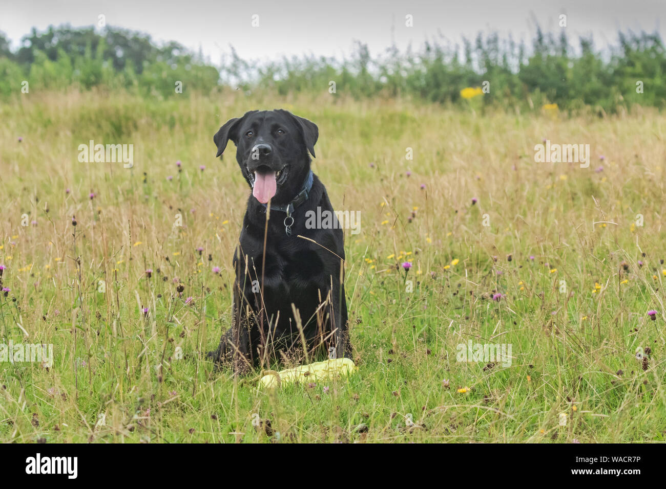 A male black Labrador retriever sitting in a field. A gundog dummy is placed at his feet. Stock Photo