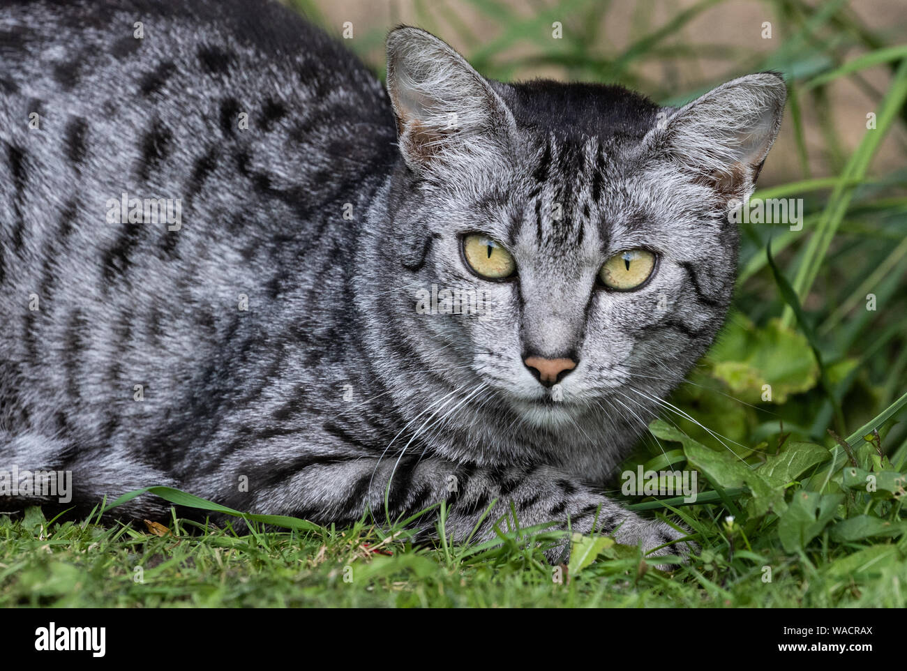 An Egyptian Mau cat close up. Stock Photo