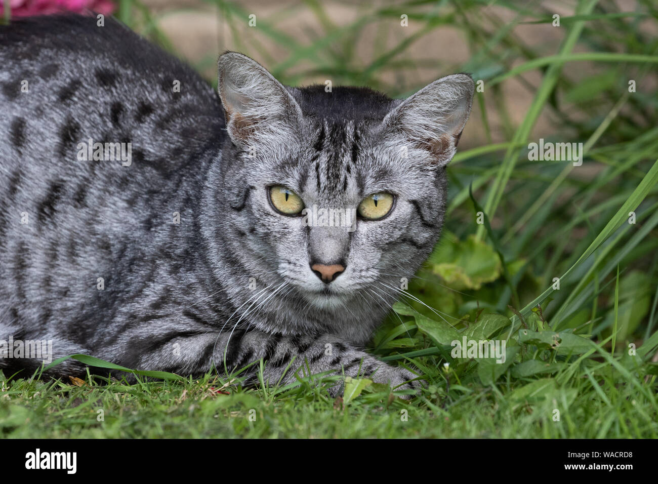 An Egyptian Mau cat close up. Stock Photo