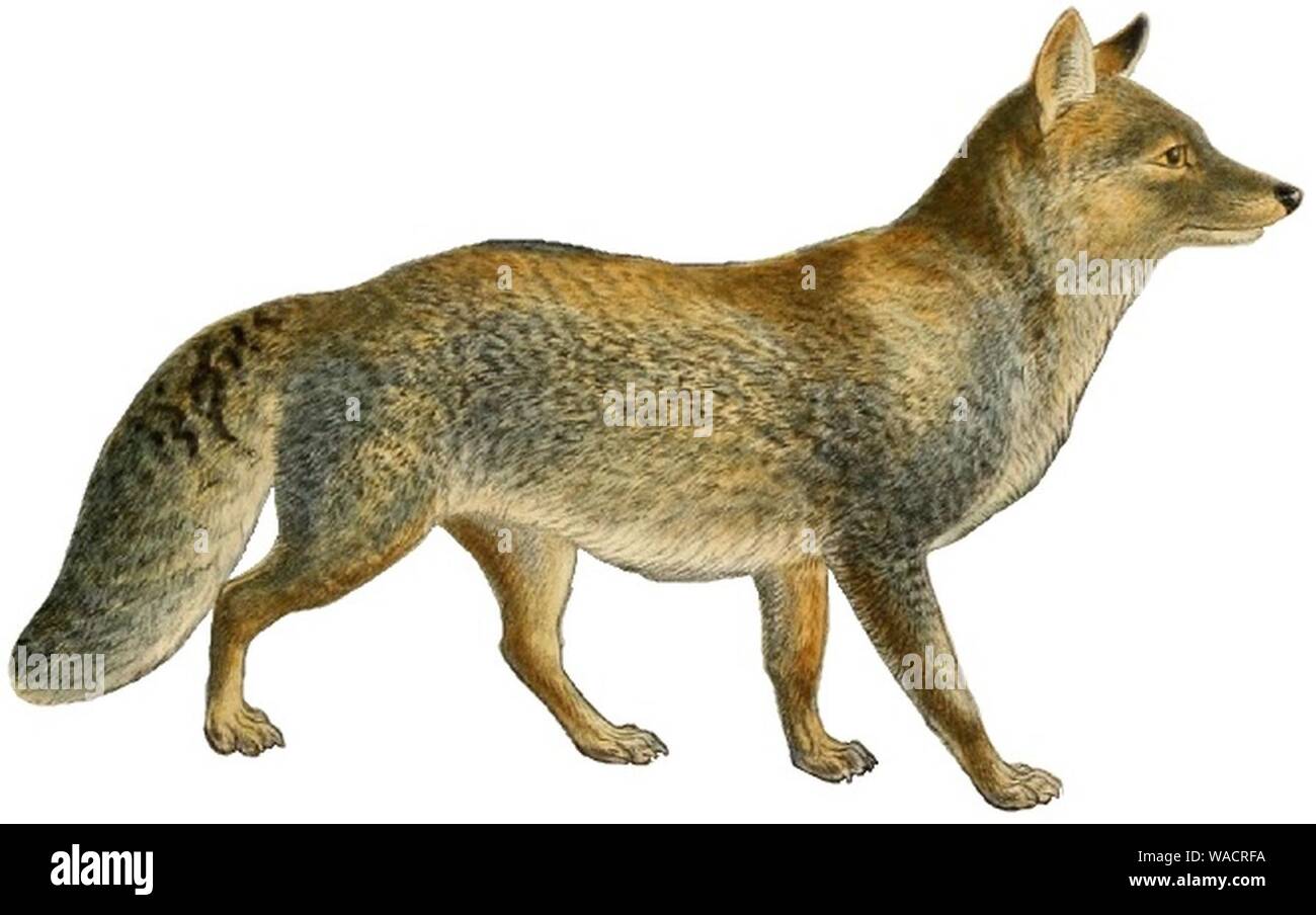 Dogs jackals wolves and foxes (Plate XXVIII) (white background Stock