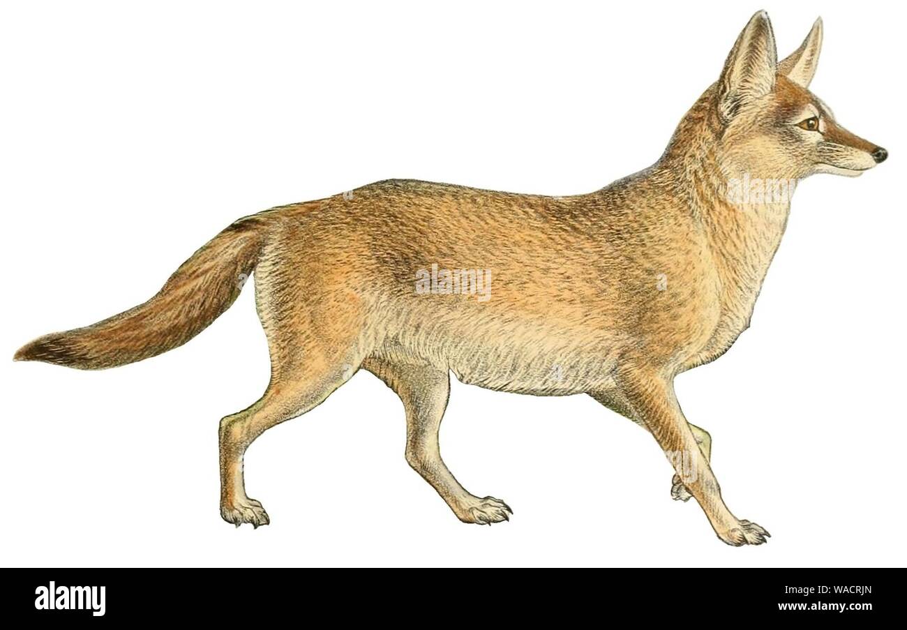 Dogs, jackals, wolves, and foxes (Plate XXXIV) (white background Stock