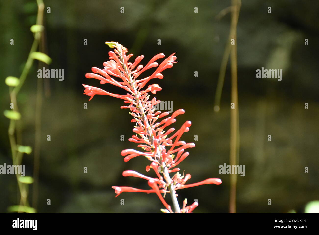 This Florida Nature picture is of a Firebush flower. The firebush shrub is commonly called a hummingbird bush because it attracts hummingbirds. Stock Photo