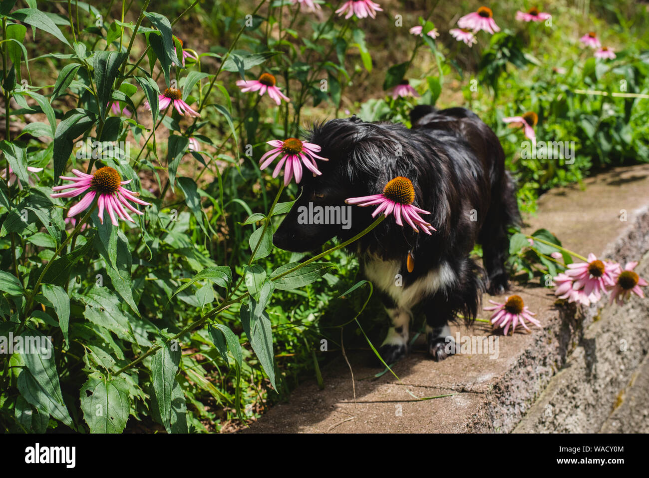 Cockapoo flowers hi-res stock photography and images - Alamy