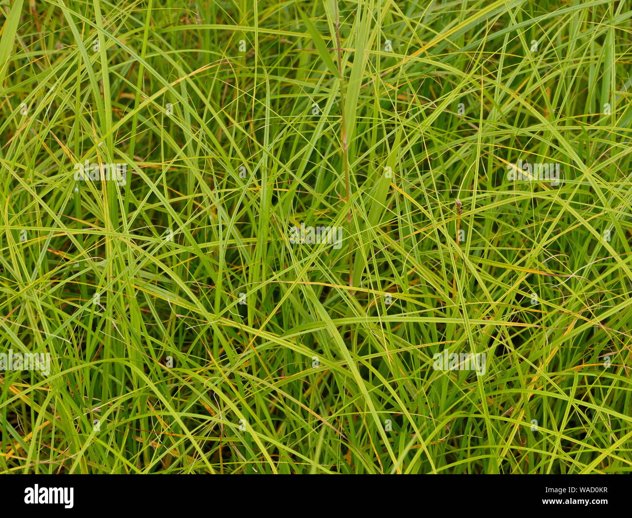 green sedge plants  with long blades background Stock Photo