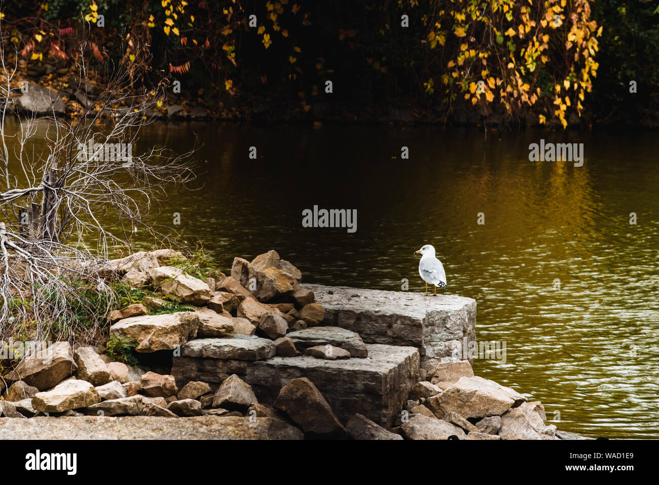 Seagulls standing on rocks next to a river in Appleton WI Stock Photo