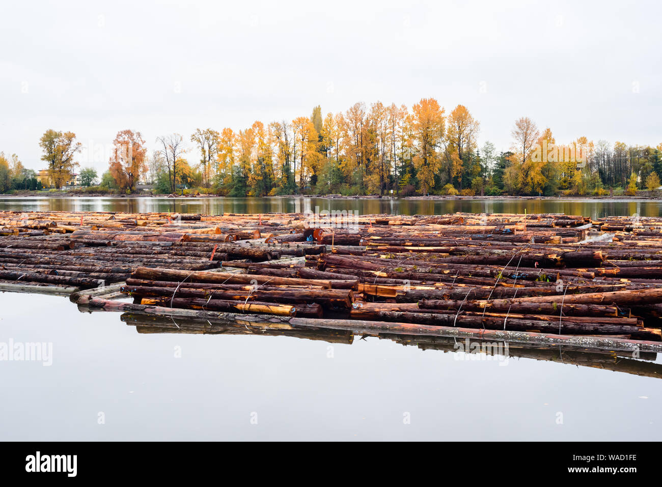 Floating logs down river hires stock photography and images Alamy