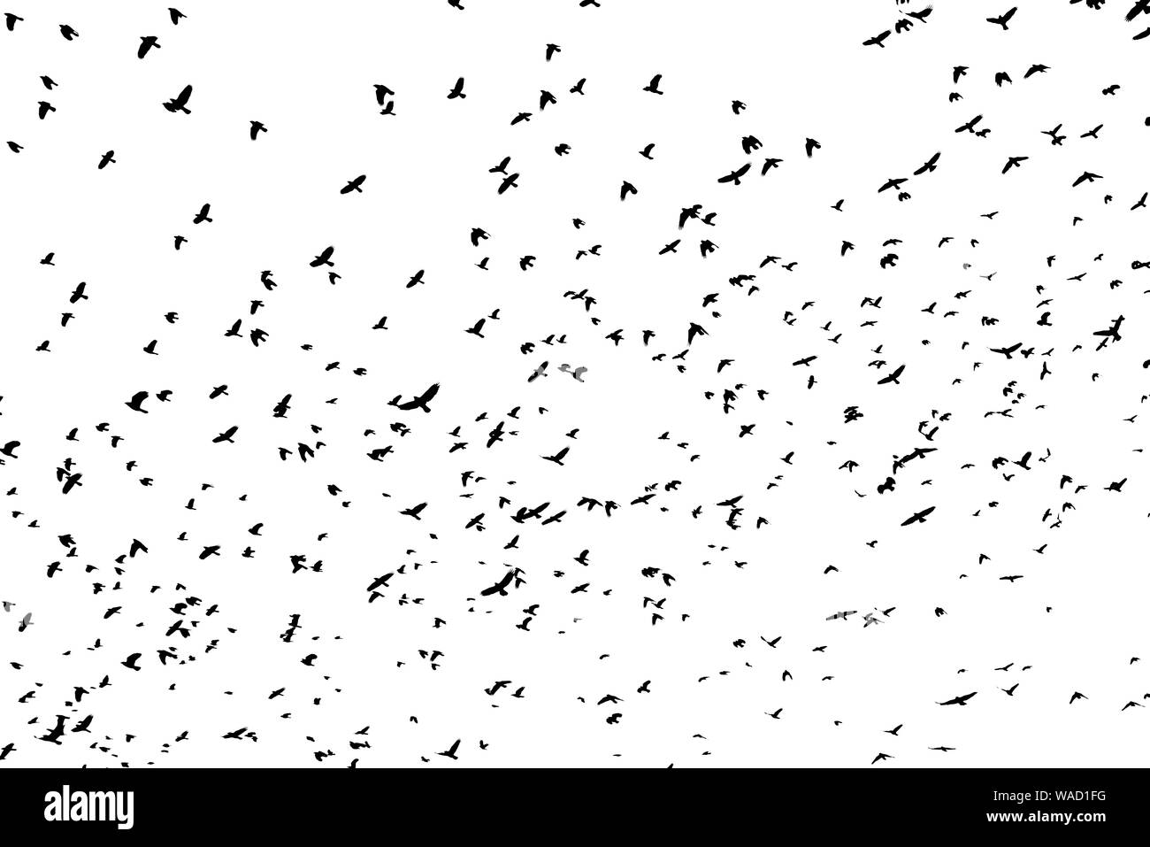 Large flock of black bird shapes flying silhouetted against white background. Stock Photo