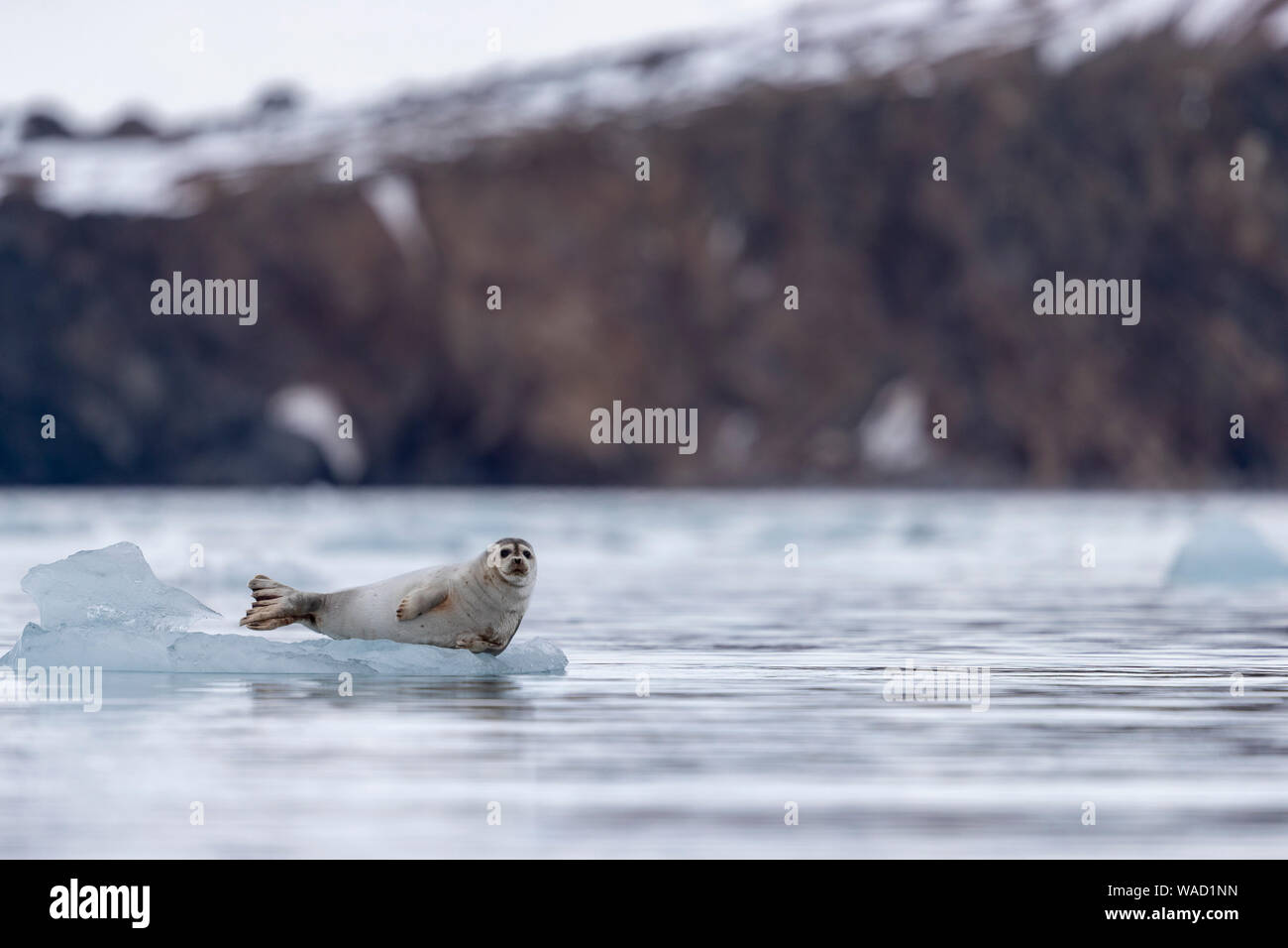 a harp seal lie on a piece of ice with in the background the shore Stock Photo