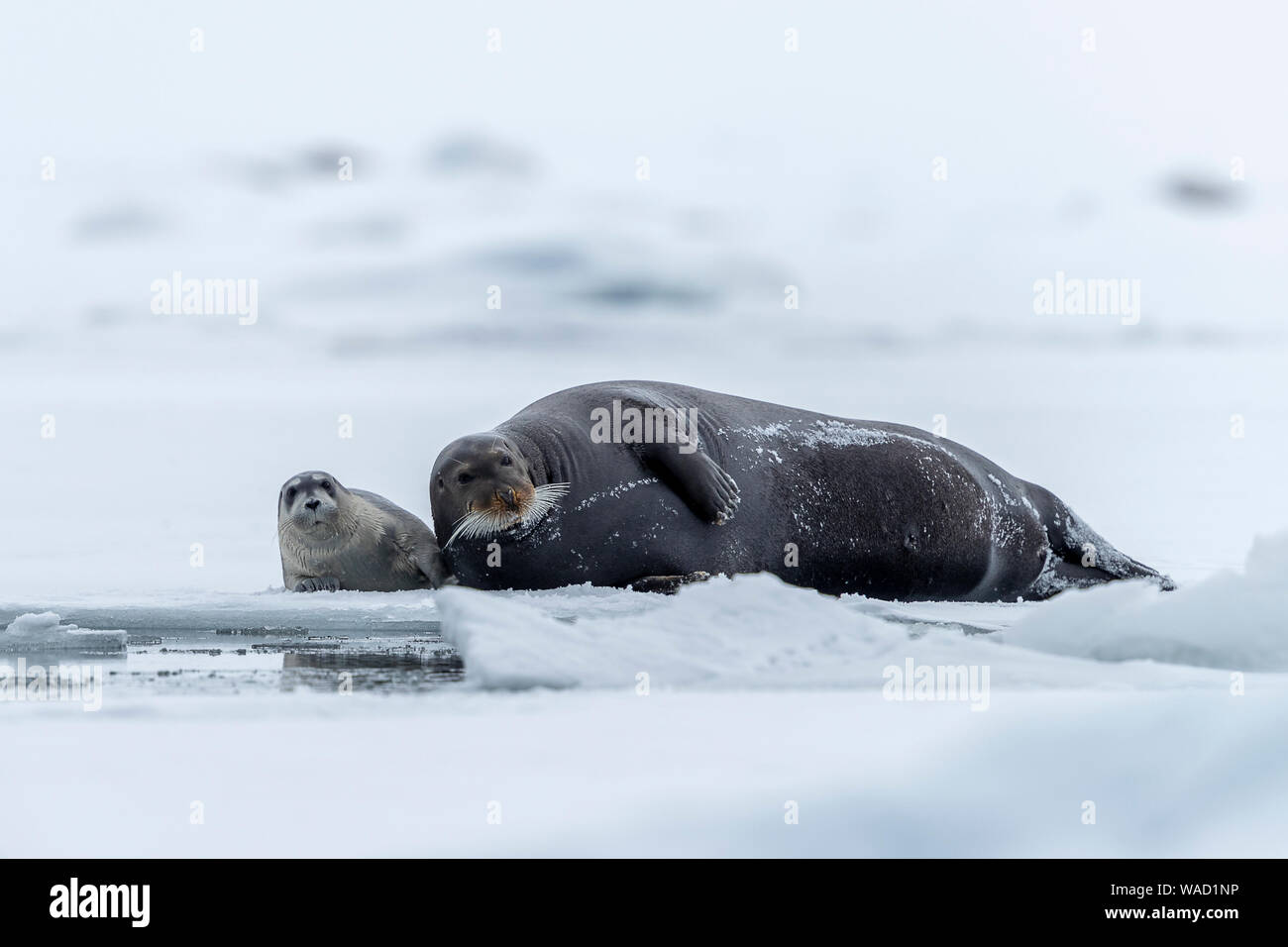 a bearded seal is resting on the ice floe with his cub Stock Photo
