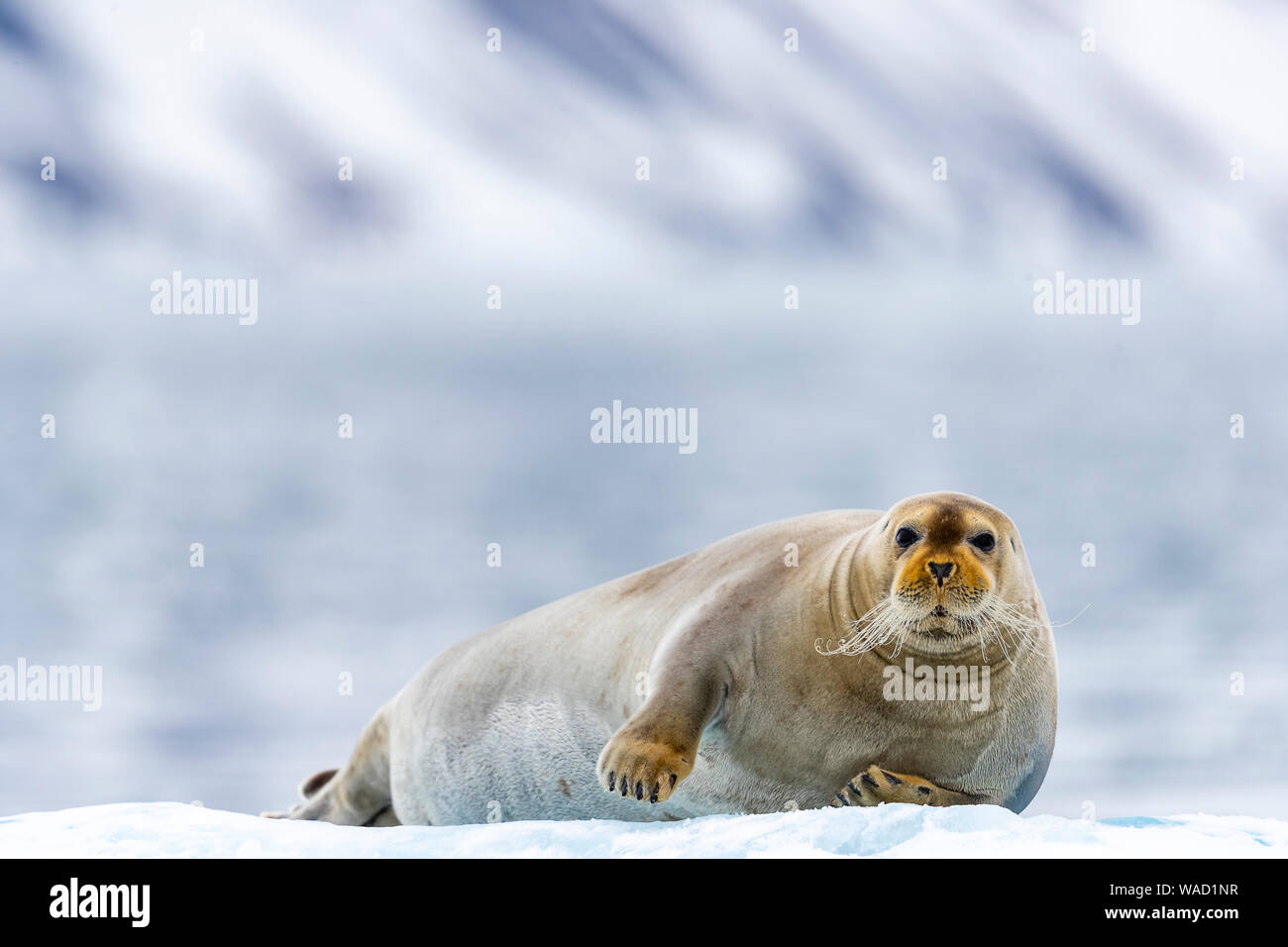 a bearded seal sits on a piece of ice and looks in our direction Stock Photo