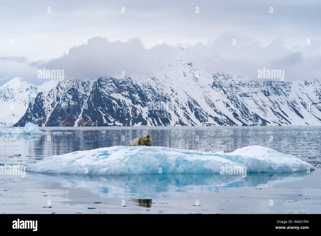 In a fjord a bearded seal sits on a large piece of ice from a glacier Stock Photo