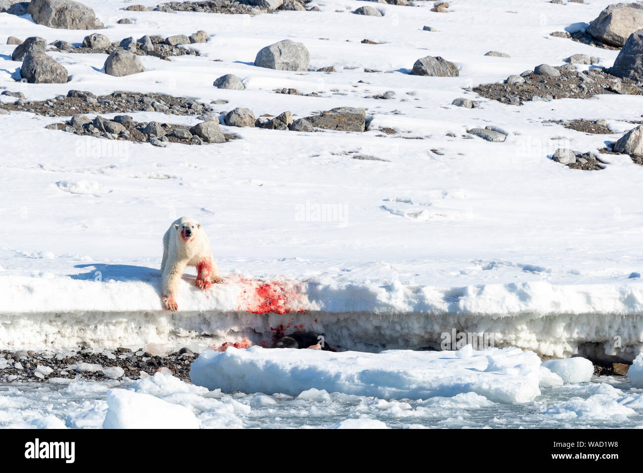 bloody hunting scene of a polar bear having caught a seal Stock Photo