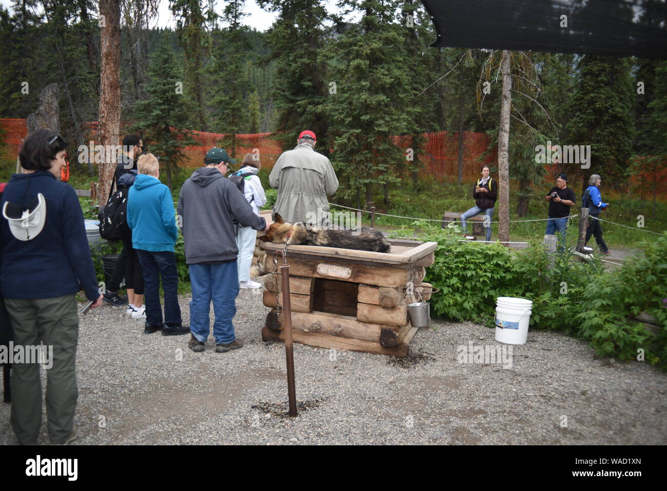 Denali National Park. Alaska. U.S.A. June 24, 2019. Denali sled dog