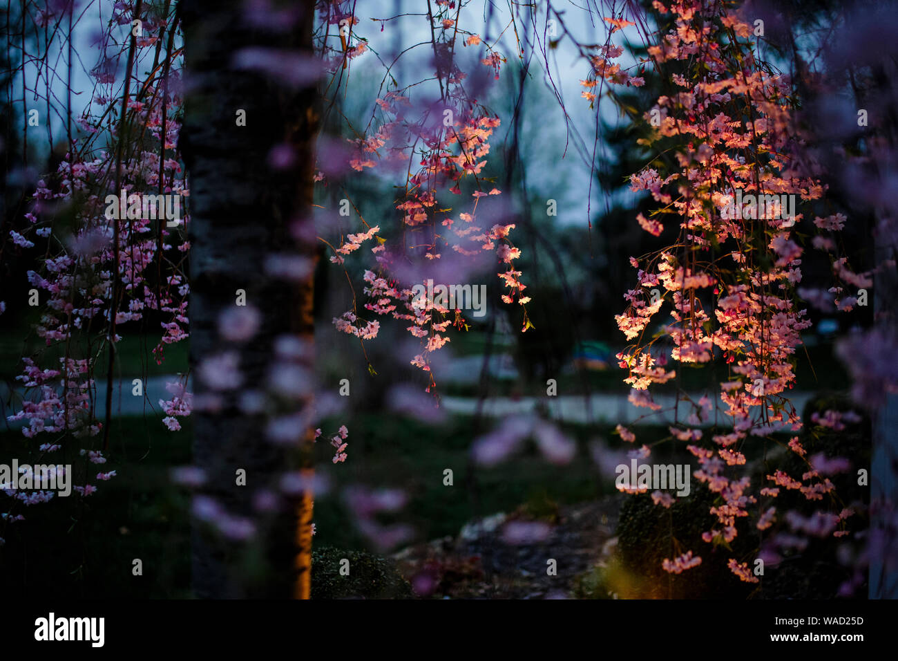 A weeping cherry tree in bloom is lit up from below at dusk Stock Photo