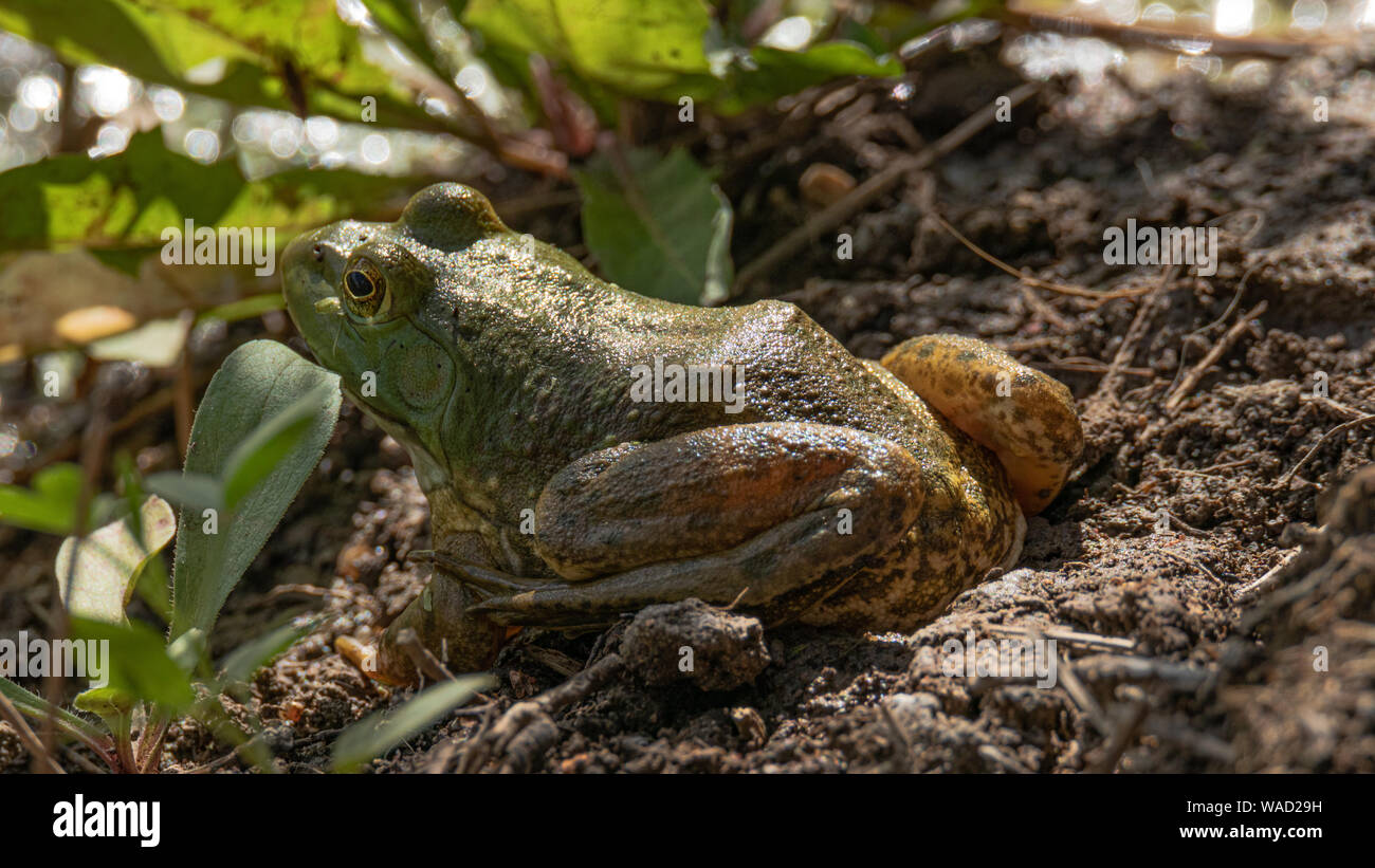 American Bullfrog (Lithobates catesbeianus) Colorado, USA Stock Photo