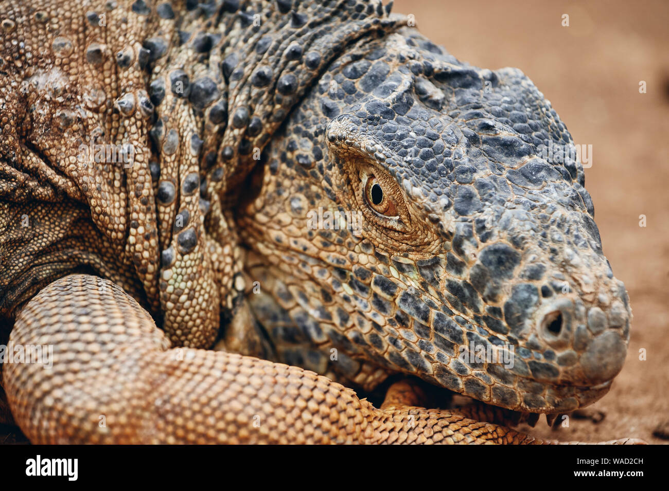 Closeup head of large iguana with scaly skin resting on ground in zoo on Tenerife Island Stock Photo