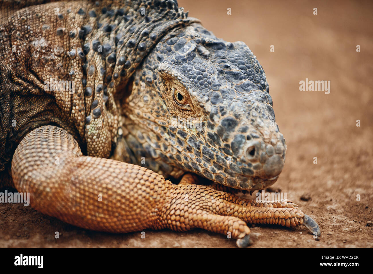 Huge iguana with scaly skin lying on sandy ground in Tenerife zoo Stock Photo