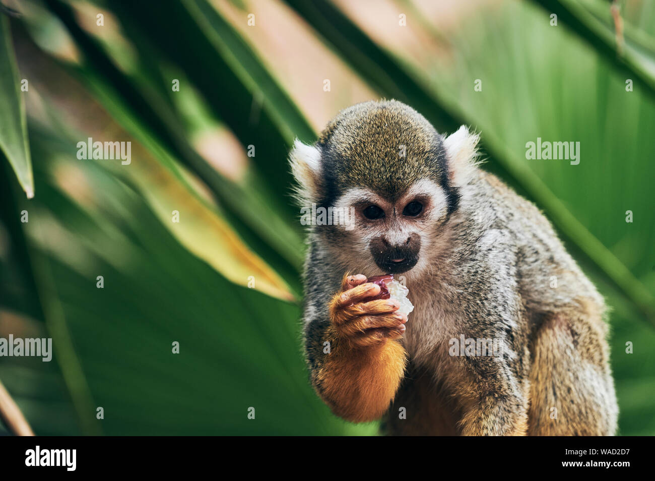 Cute squirrel monkey eating sweet grape while sitting on blurred background of tropical plant leaves in Tenerife zoo Stock Photo