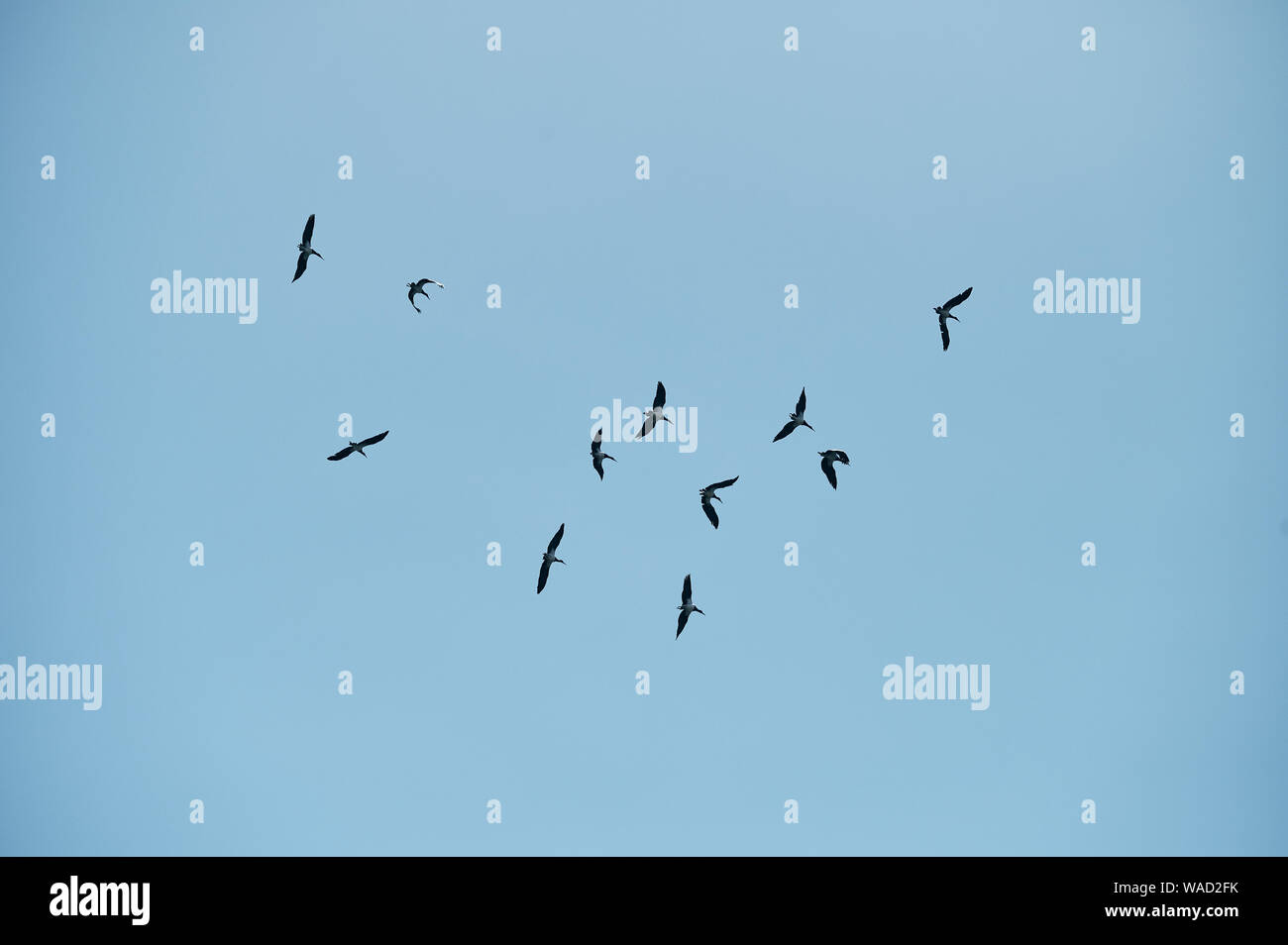 From below of black birds flying in flock spread wings picturesquely in blue serene sky in Tenerife Stock Photo