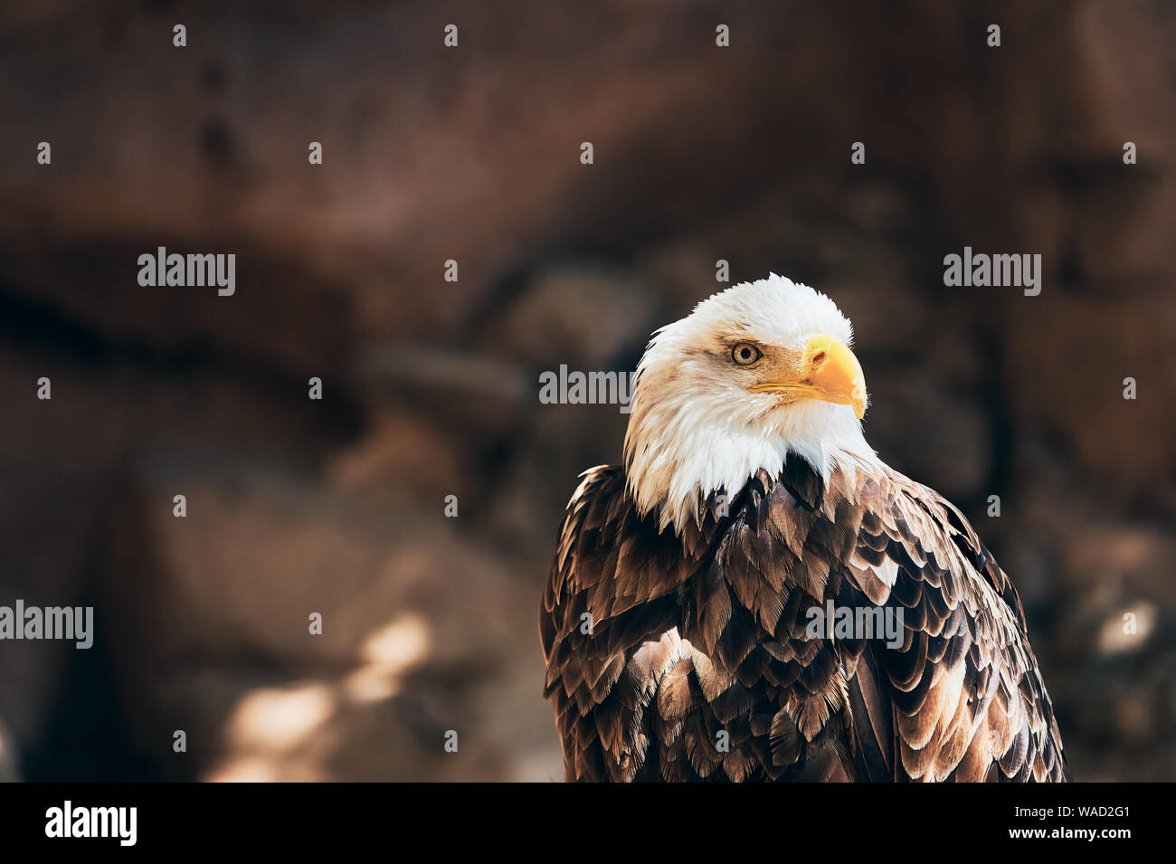 Bright contrast colored bald eagle with powerful yellow beak looking at side in sunny day in Tenerife Stock Photo