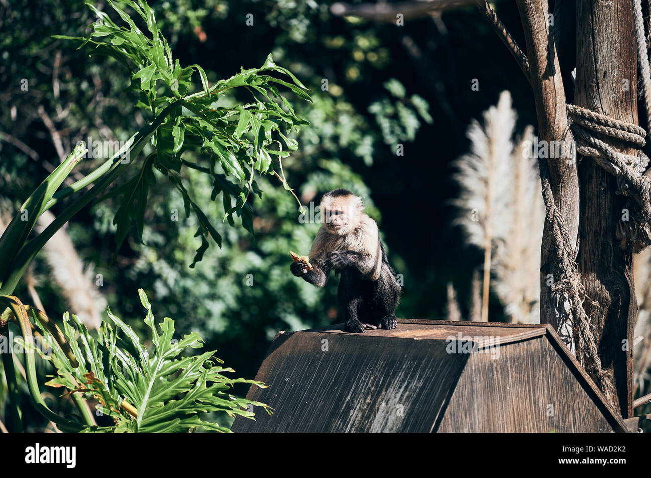 Cute and curios monkey sitting on roof of wooden house in green park in