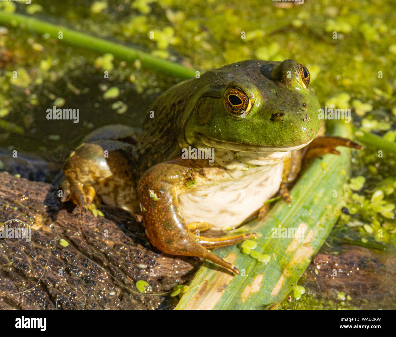 Up close of American Bullfrog (Lithobates catesbeianus) Colorado, USA Stock Photo