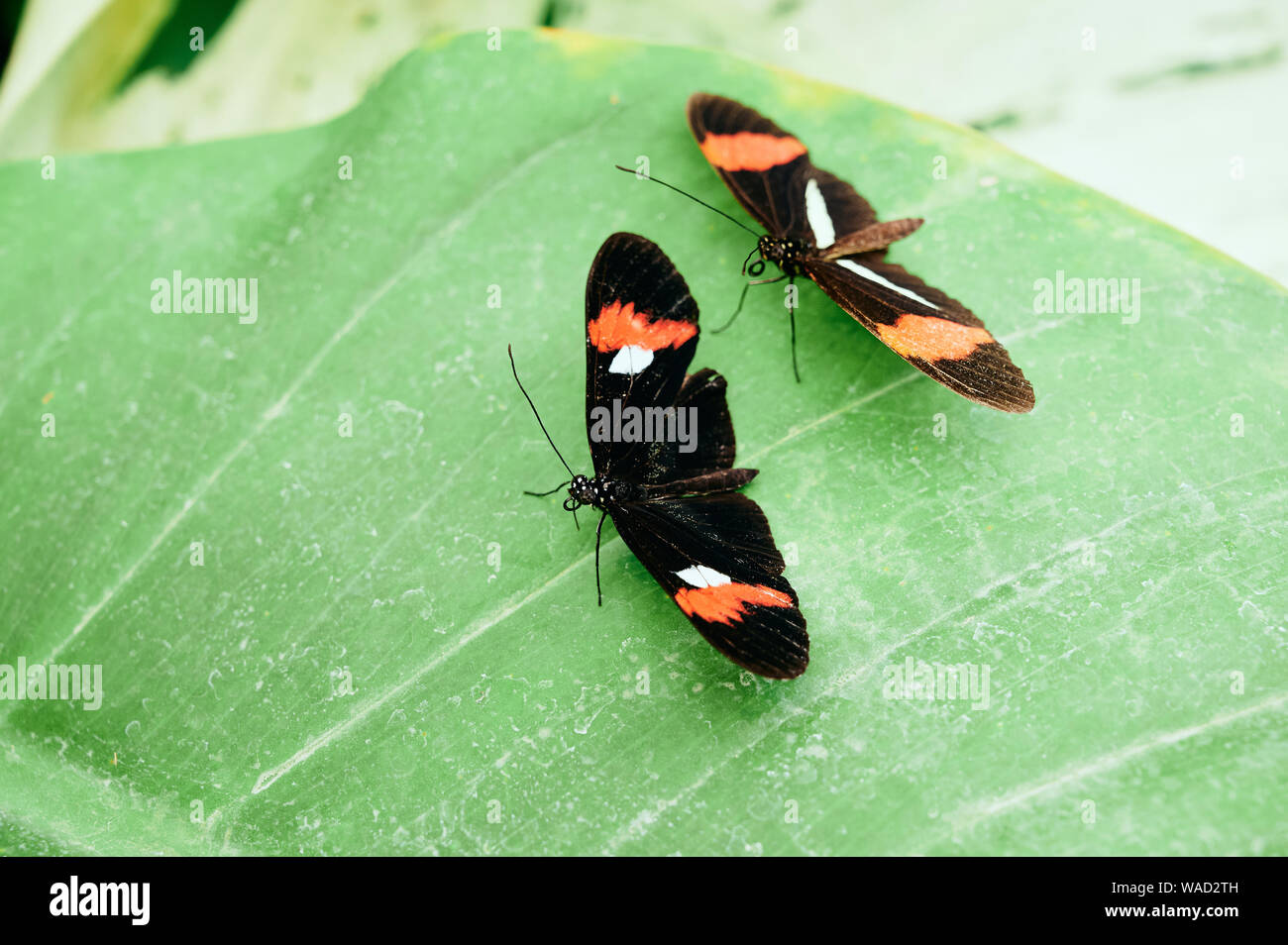 Black and orange butterfly with white spots hires stock photography