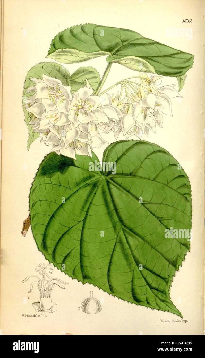 Dombeya burgessiae (as Dombeya mastersii) Bot. Mag. 93 5639 1867. Stock Photo