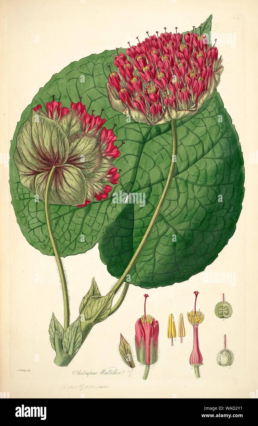 Dombeya wallichii as Astrapaea wallichii. Lindley, J., Collectanea Botanica, t. 14 (1821). Stock Photo