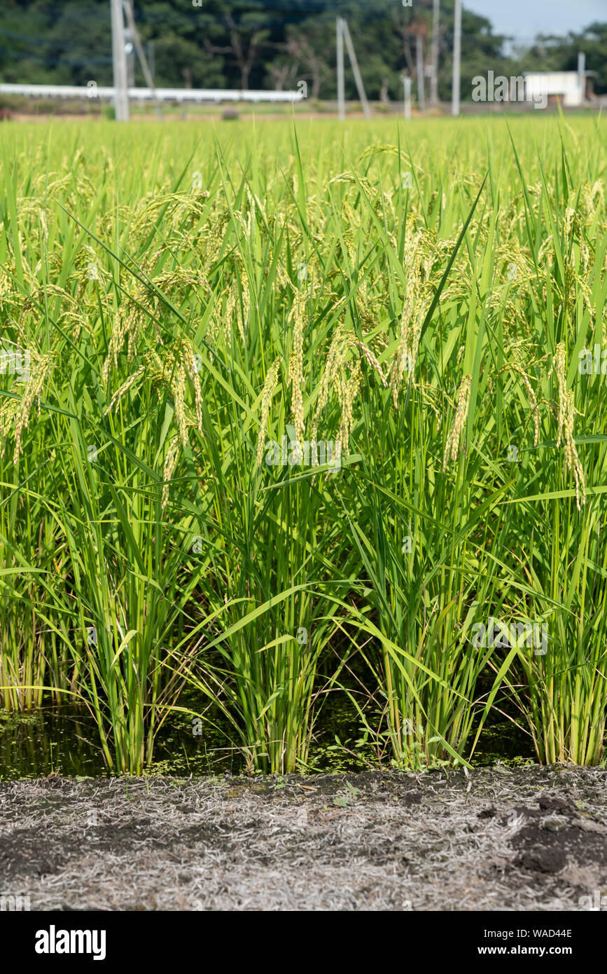 Rice field in summer, Mooka City, Tochigi Prefecture, Japan Stock Photo ...