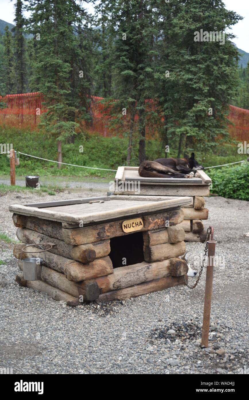 Alaska dog sled denali hires stock photography and images Alamy