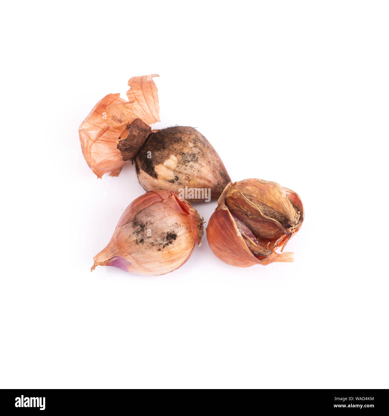 An onion with a severe infestation of black mold, Aspergillus niger, a fungal disease most commonly the result of poor storage in warm, humid conditio Stock Photo