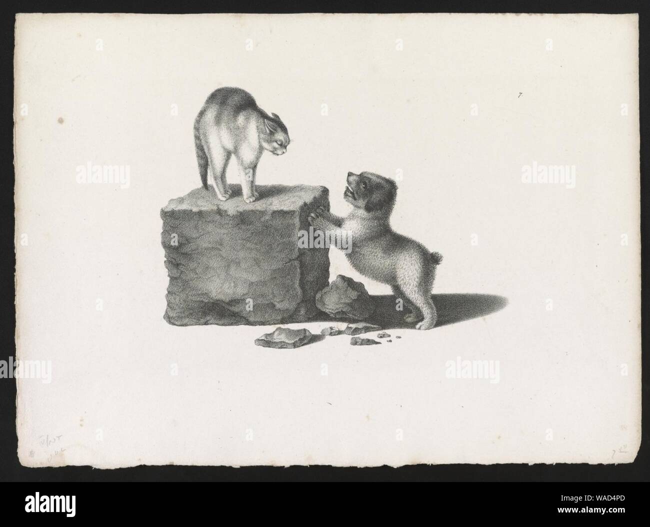 Domestic cat standing on a block and a puppy with its front paws on the ...