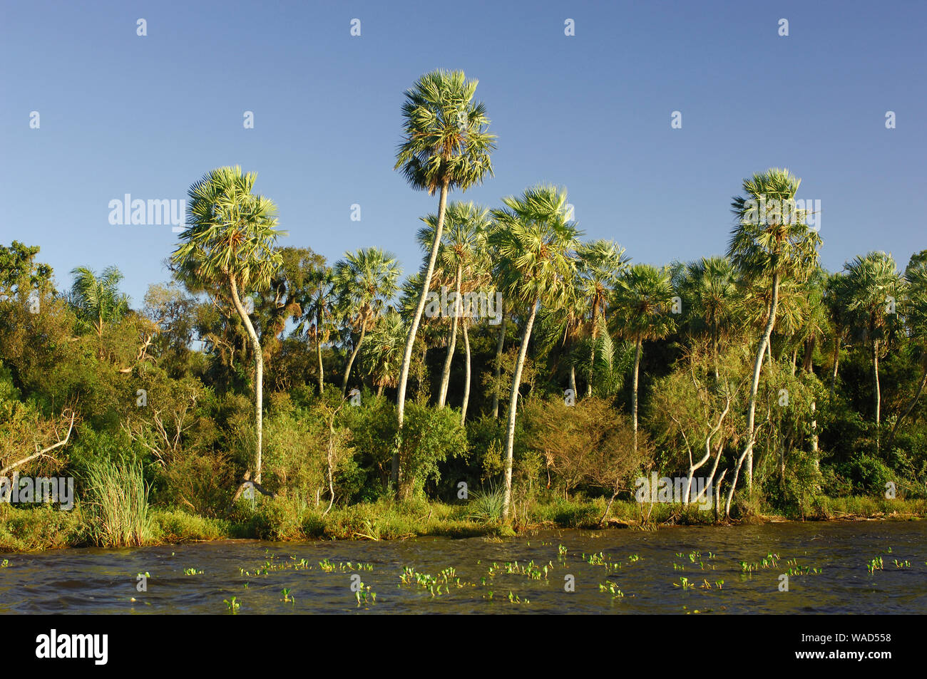 Palm trees at Lago Ibera, Esteros del Ibera, Carlos Pellegrini, Corrientes, Argentina, South America Stock Photo